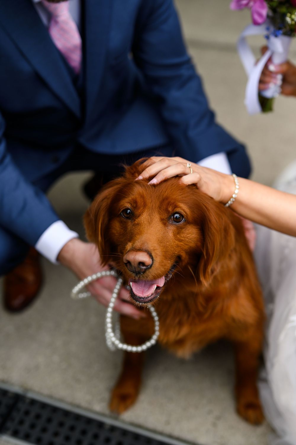 A golden retriever wearing a pearl necklace is petted by a bride and groom in formal wedding attire.