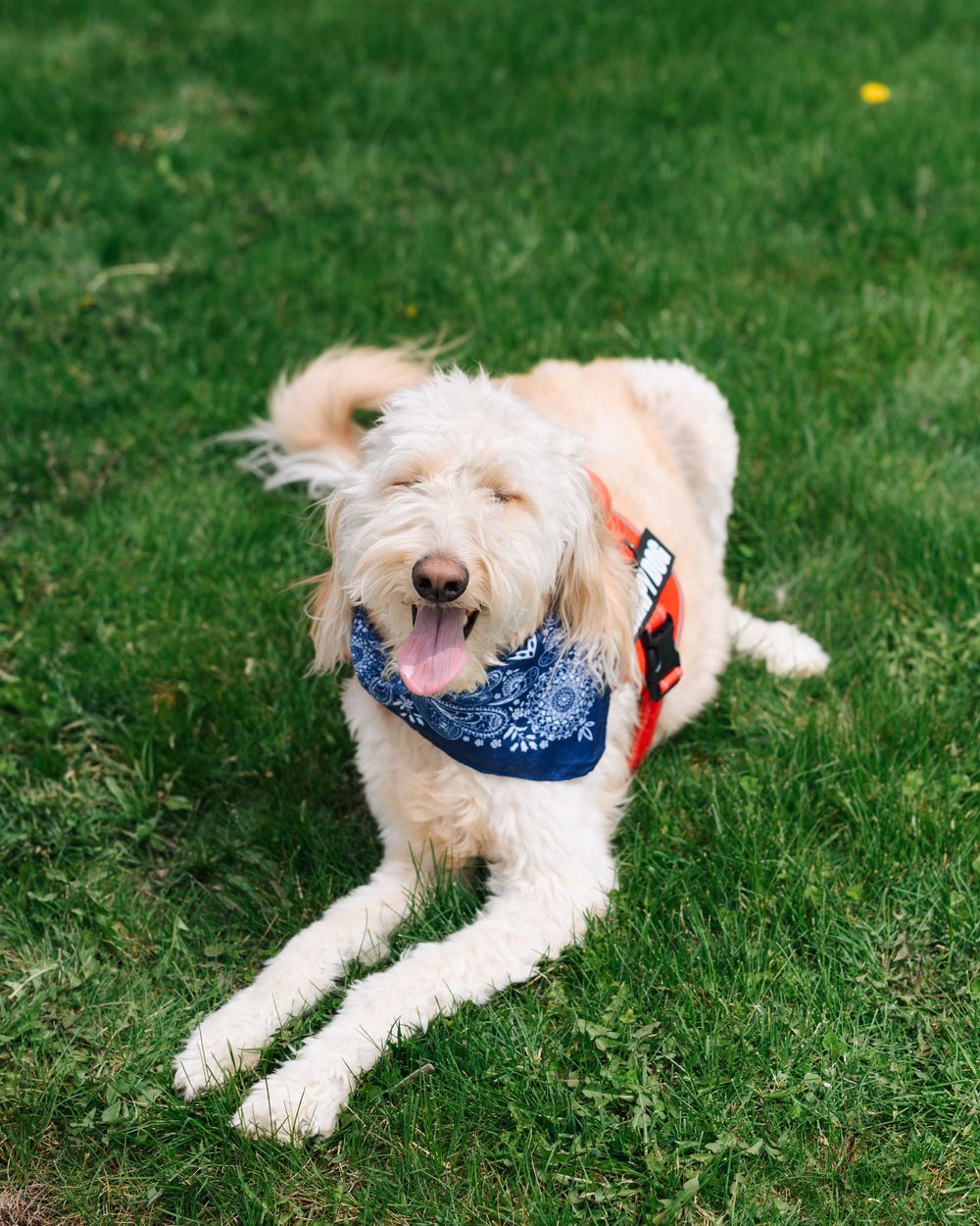 A happy Goldendoodle dog wearing a blue bandana lies on green grass during a sunny day.