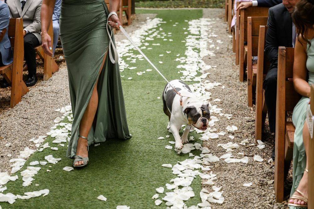 A bulldog in a tuxedo walks down a flower-petal aisle at a wedding ceremony, led by a bridesmaid in green.