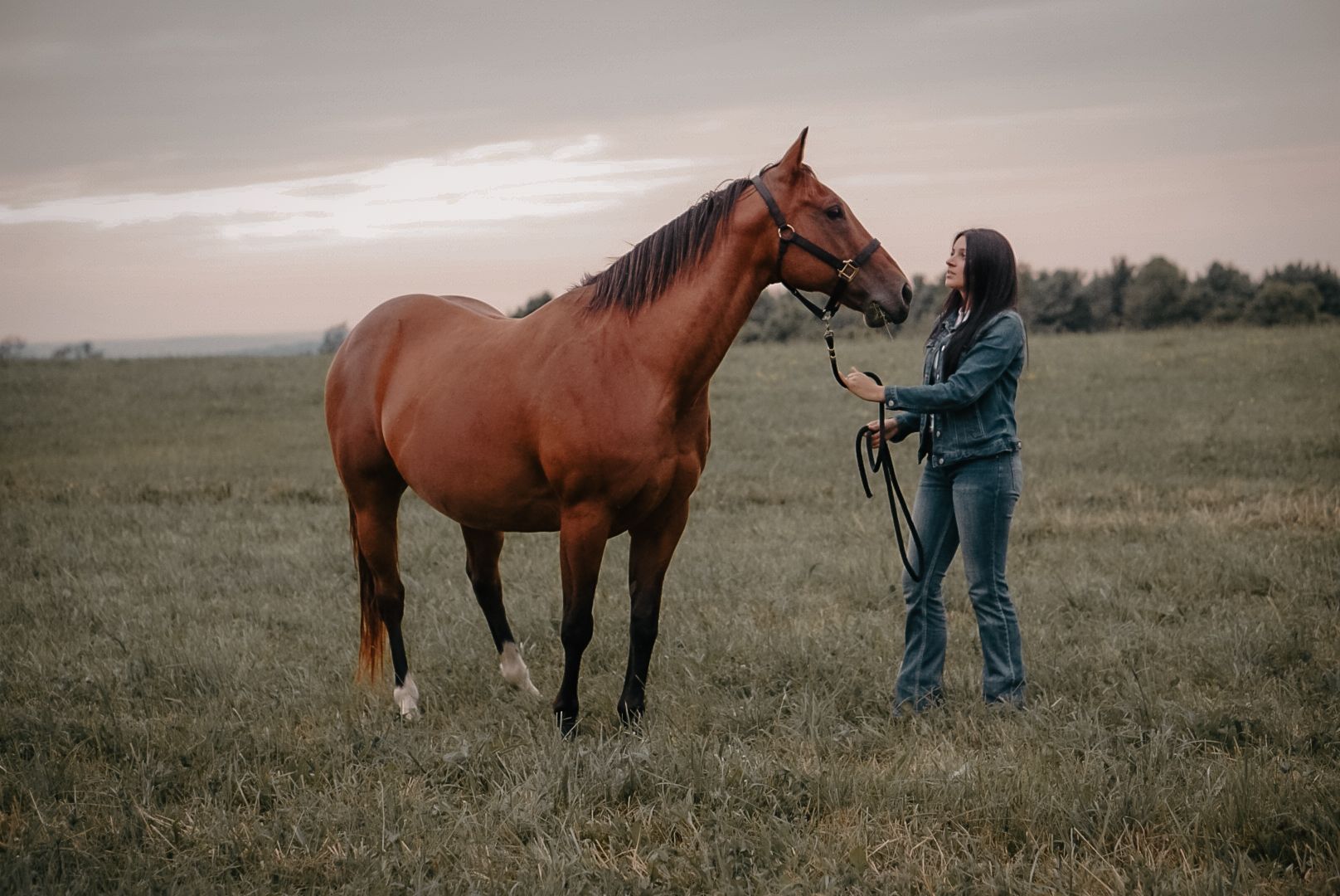 A chestnut horse stands in a misty field while being handled on a lead rope.