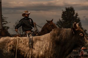 A rider guides two horses through a scenic landscape at sunset.