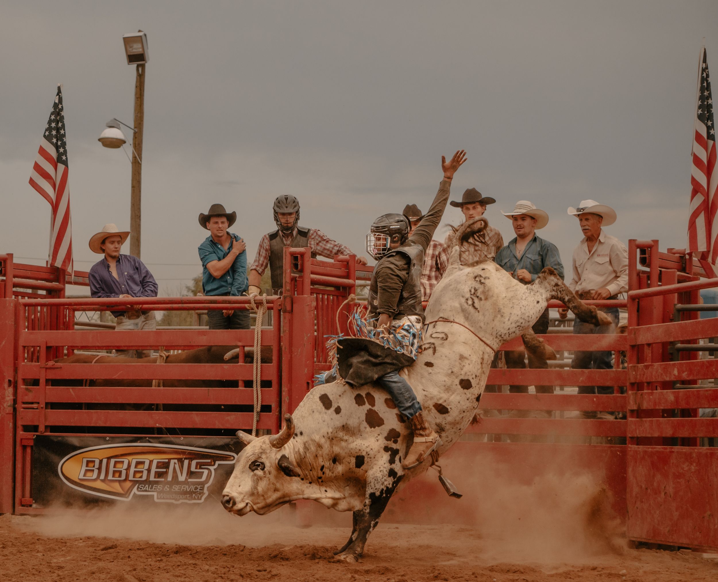 A spotted bull bucks during a rodeo competition with spectators watching from the stands.