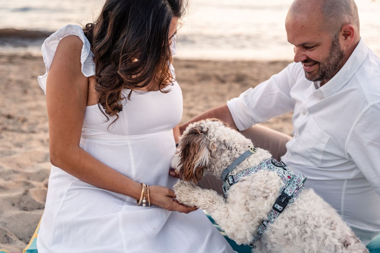 pregnant woman sitting on the beach with dog sniffing her belly and husband smiling