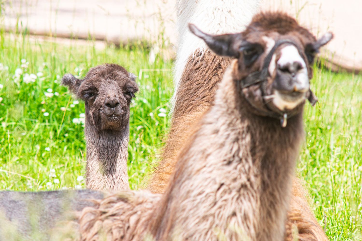 Two brown llamas with fluffy fur look at the camera while standing in a grassy field.