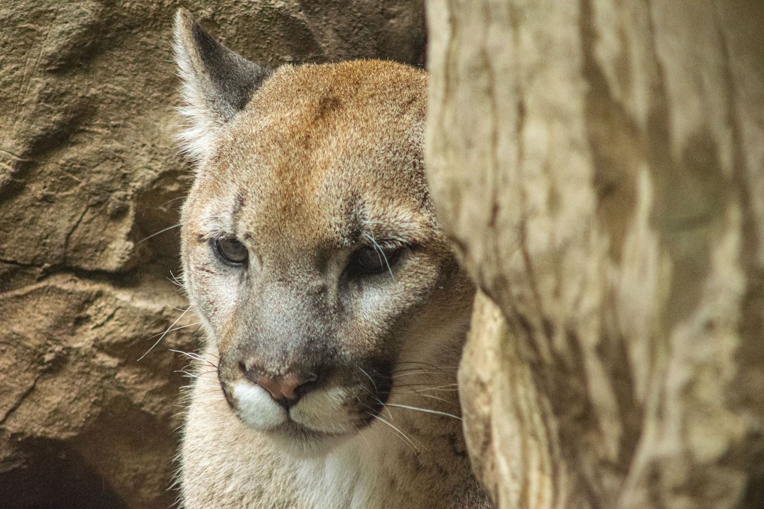 Mountain lion with tan fur resting near rocky wall in natural habitat.