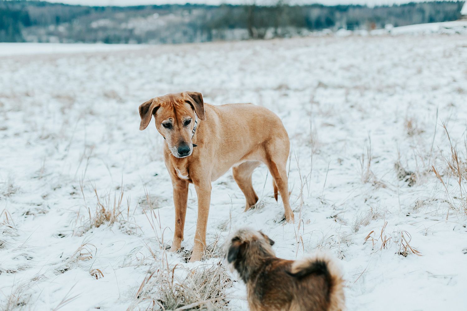 Parfotografering med Malin och Per Åslund vid Acksjön utanför Molkom. Fotograf Rebecca Nordin. Hundarna.