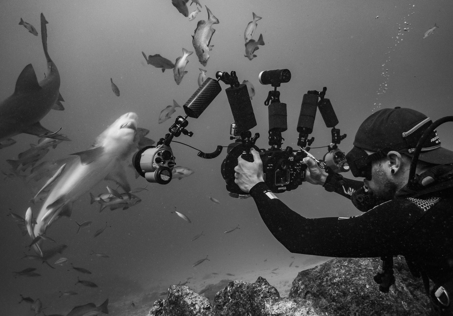 Black and white underwater scene of divers photographing marine life.