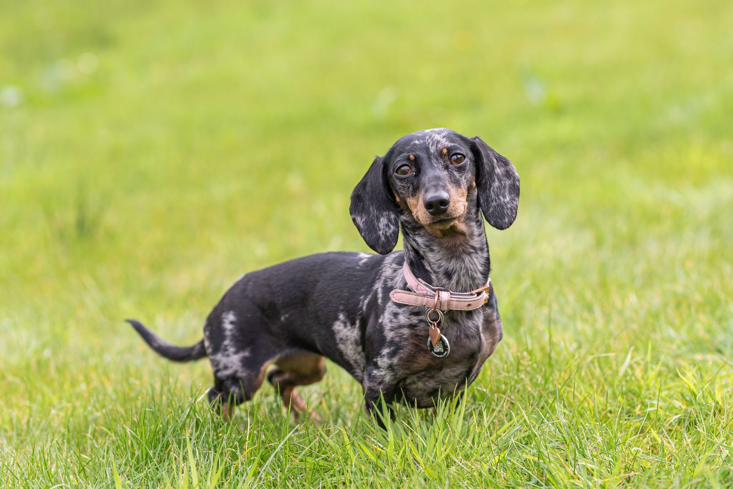 Adorable dachshund dogs playing together on green grass lawn.