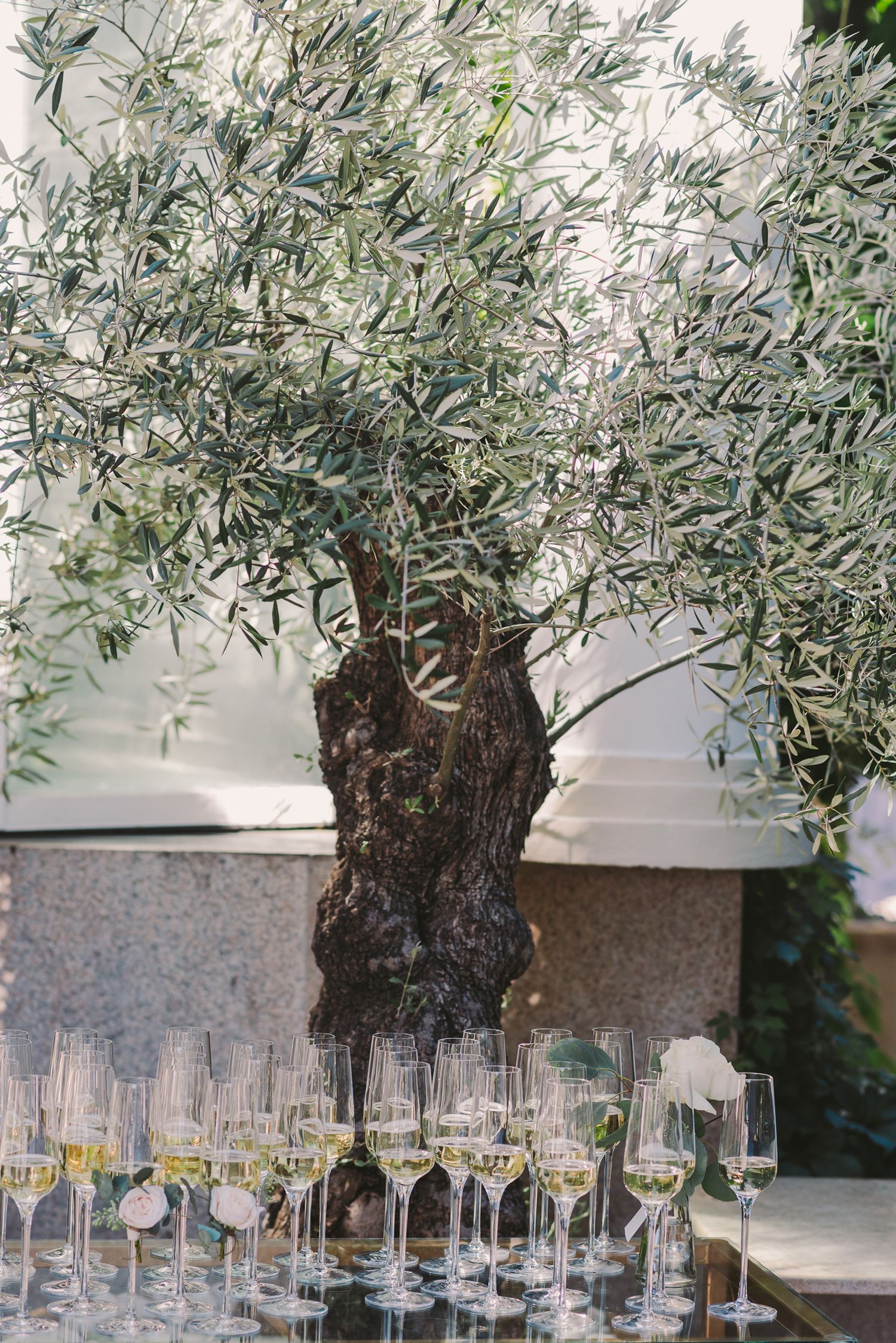Elegant olive tree centerpiece with glass champagne flutes arranged at its base for a wedding reception.
