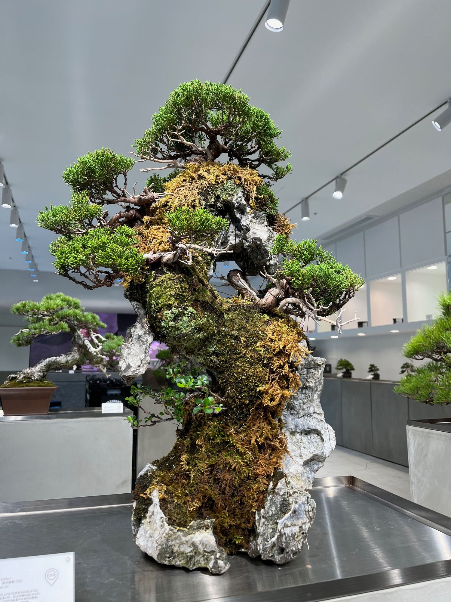 Elaborate bonsai tree display with moss and rocks in an indoor gallery setting.