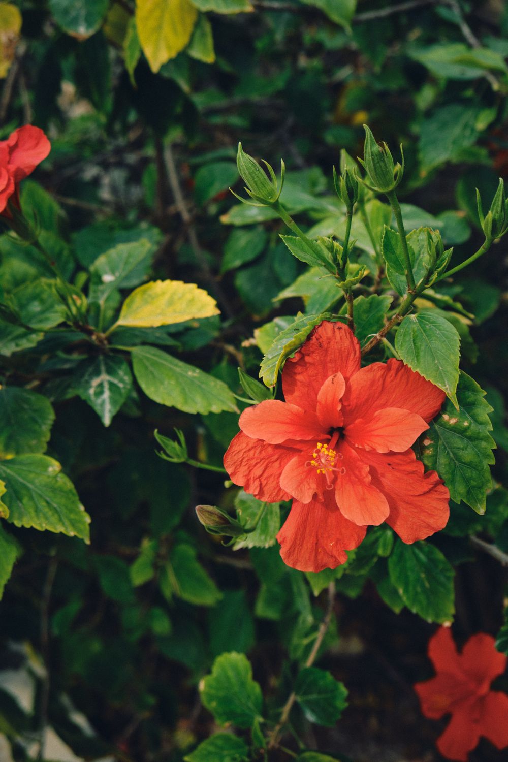 Vibrant red hibiscus flower blooming among green foliage.