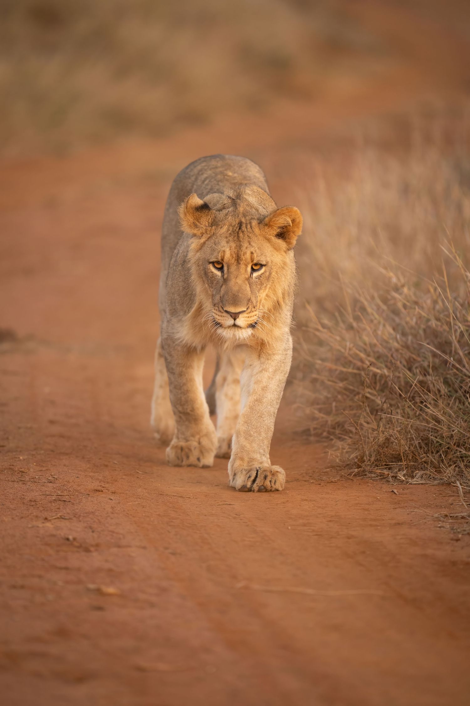 Young lion cub walking along a dusty red trail in savanna grassland.
