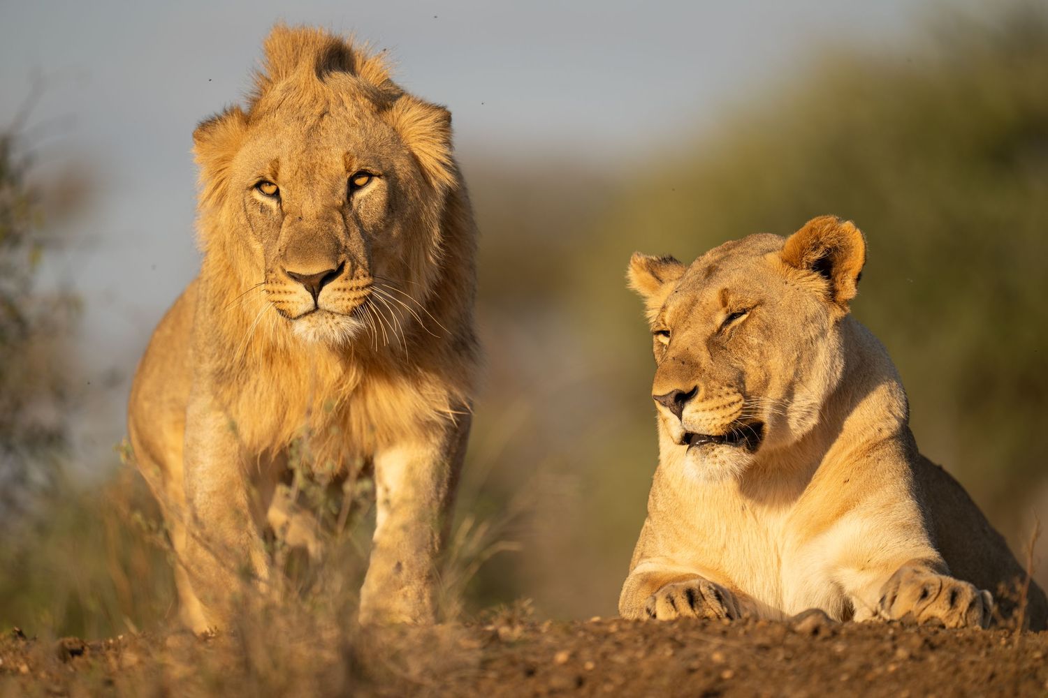 Two lions resting together on hilltop in warm sunlight.