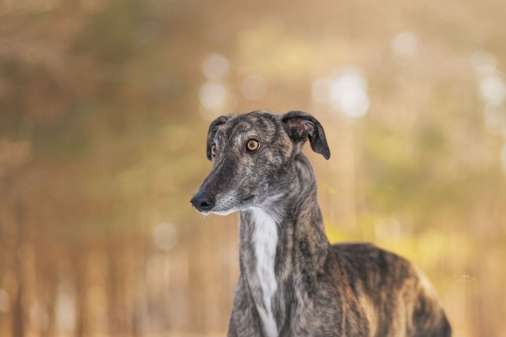 dog-portrait-photoshoot