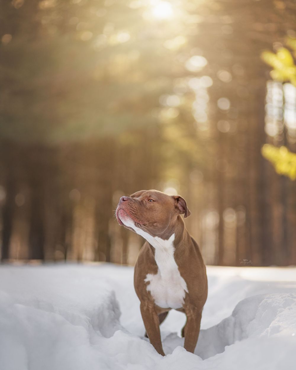 dog-portrait-photoshoot