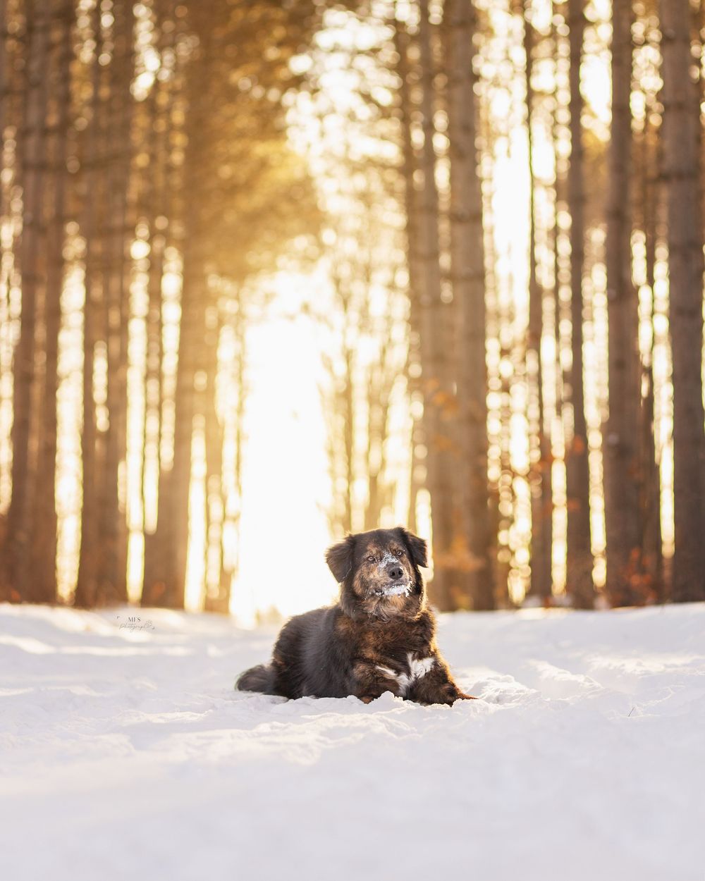 dog-portrait-photoshoot