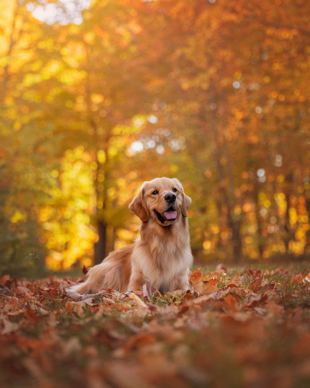 dog-portrait-photoshoot