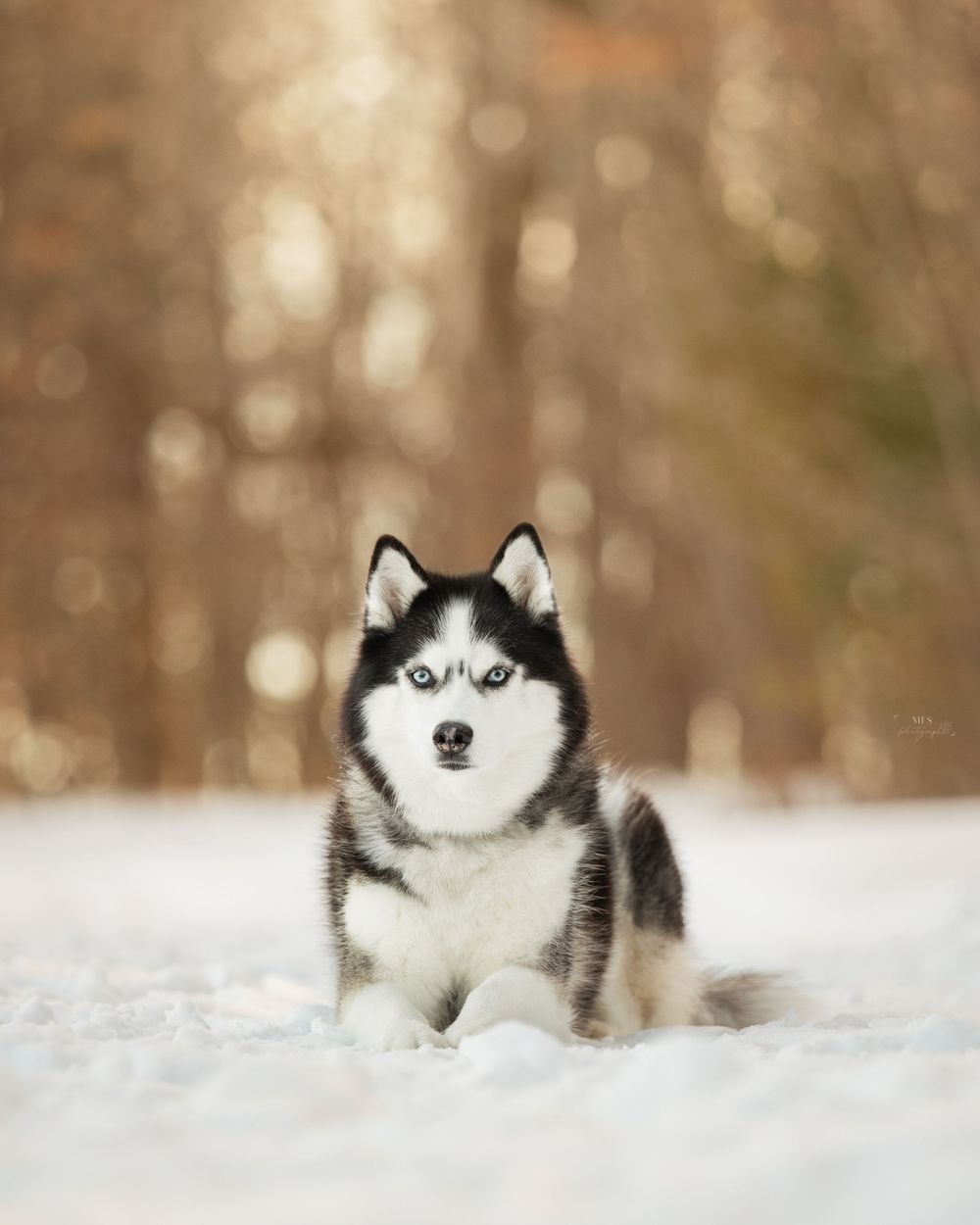 dog-portrait-photoshoot