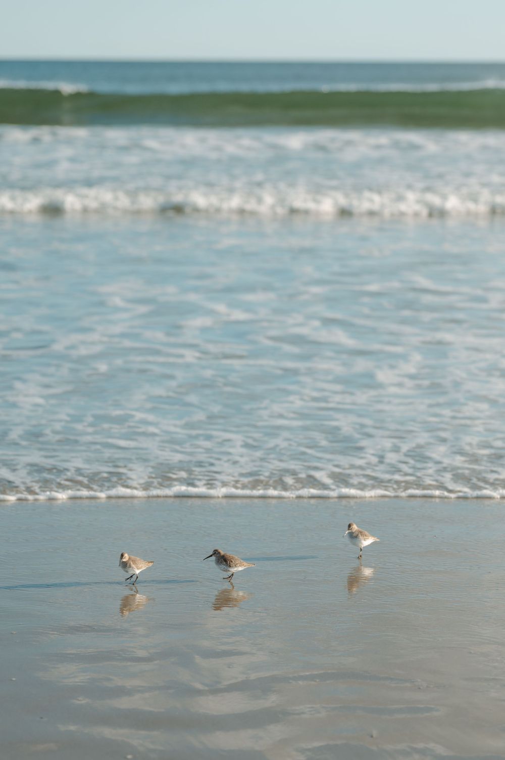 Small sandpipers run along the shoreline as gentle waves roll onto a sandy beach.