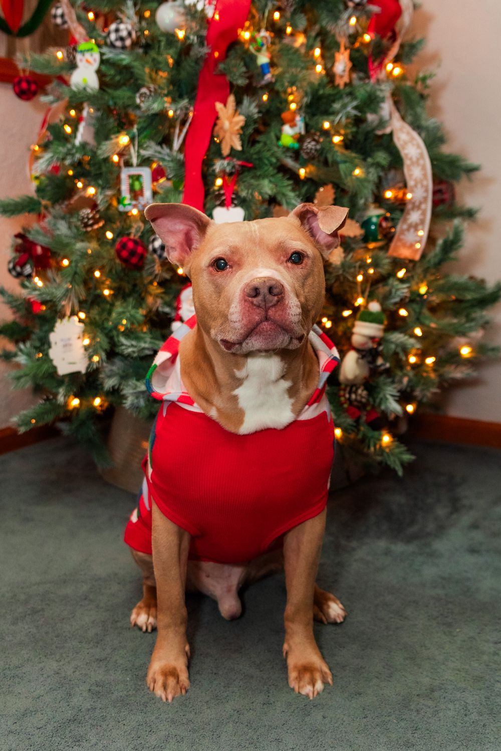 A brown pit bull wearing a red holiday sweater sits in front of a decorated Christmas tree with twinkling lights.
