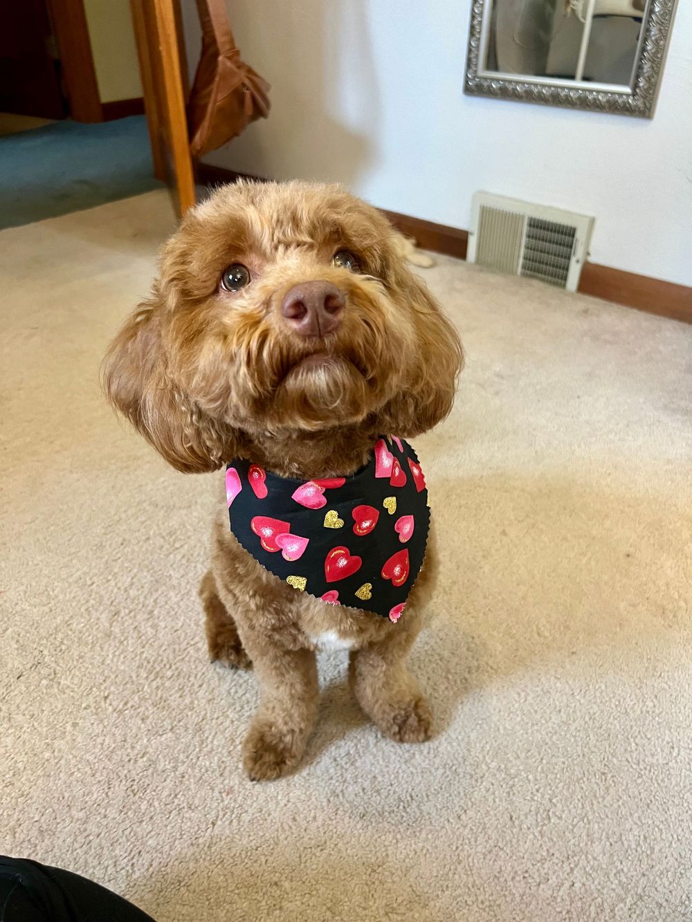 Small brown dog wearing a black bandana with pink hearts sitting on beige carpet.
