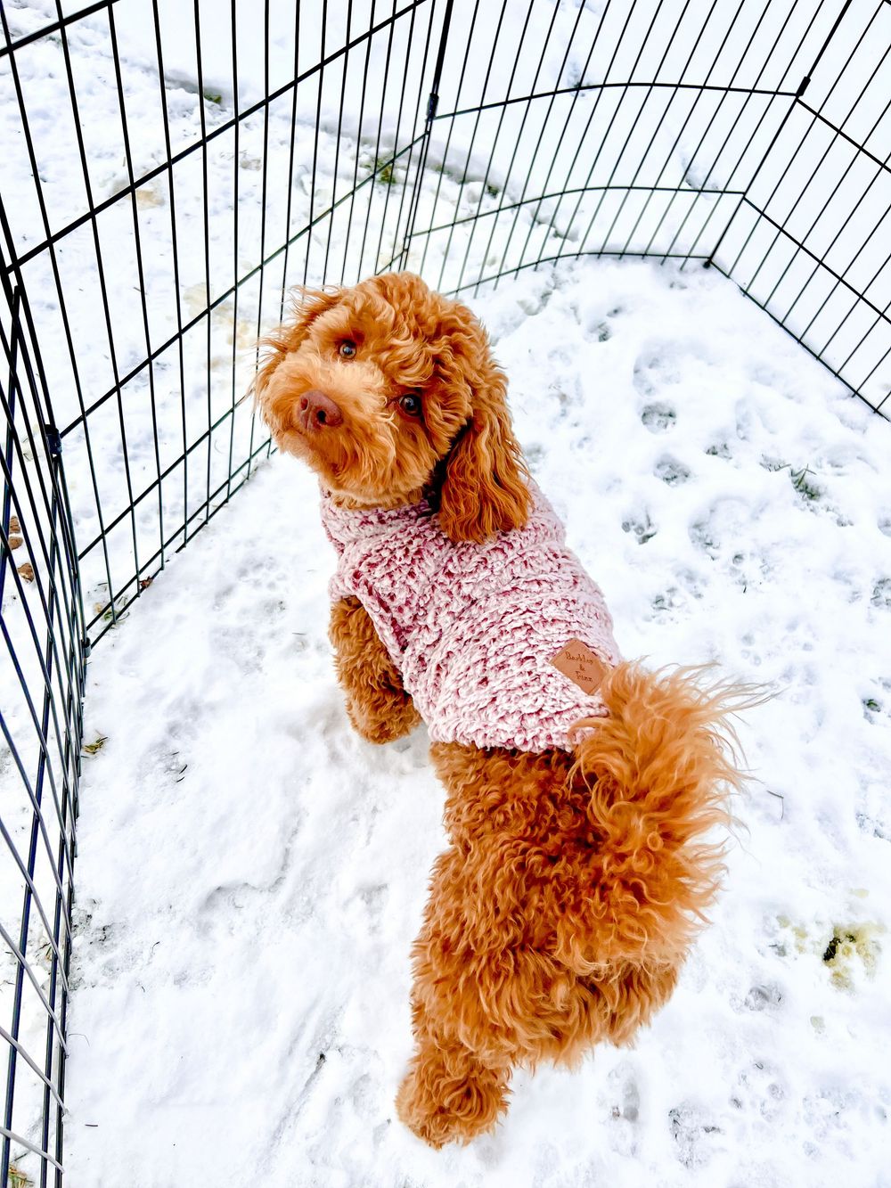 A red toy poodle in a pink sweater plays in the snow, shown in a sequence of four energetic jumping poses.