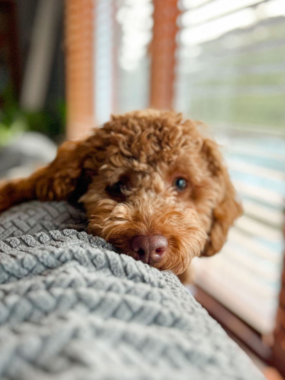 A brown goldendoodle dog rests its head on a gray knit blanket while looking out a window with soft natural light.