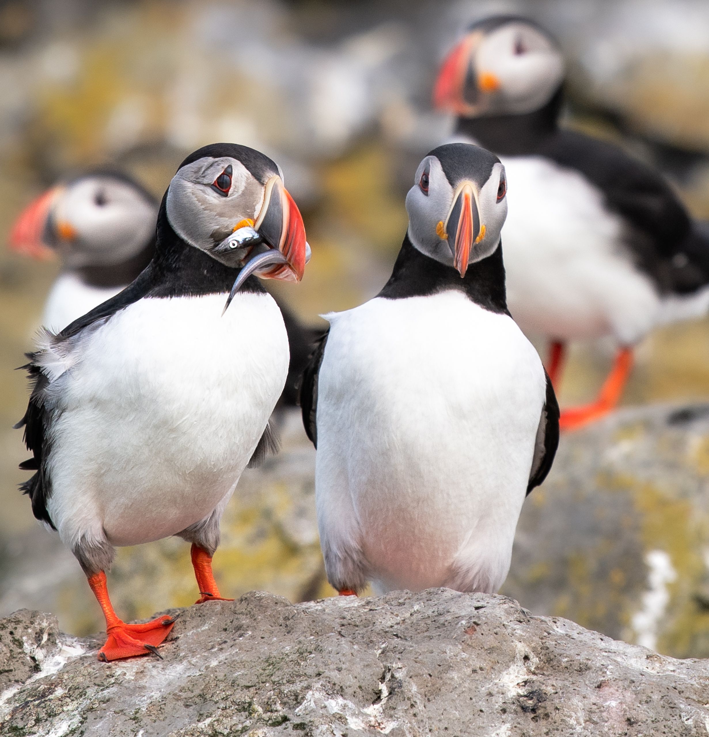Wildlife