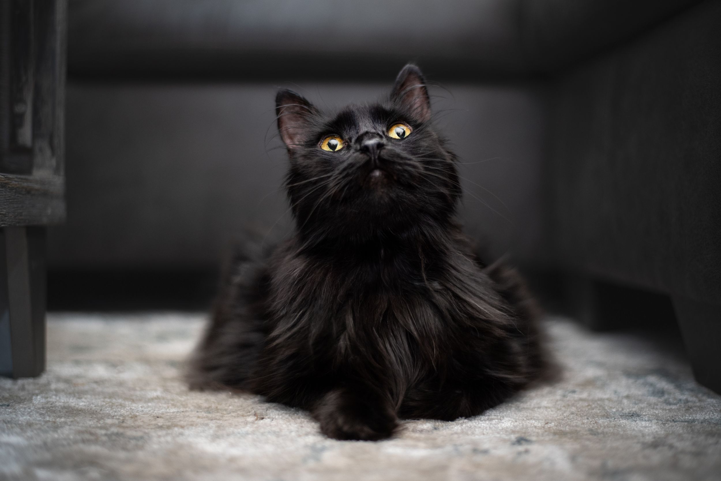 Black cat photography