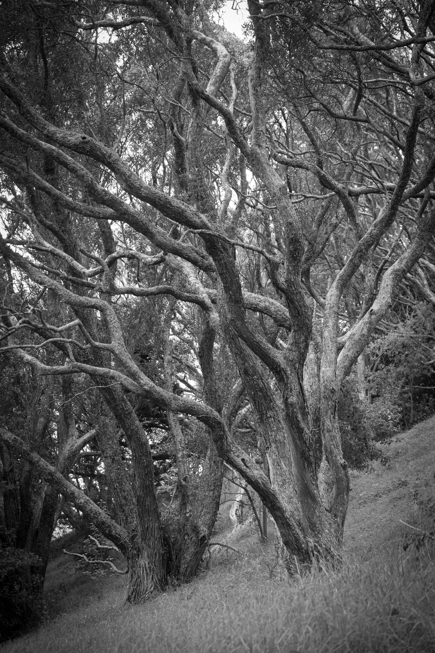 Black and white photo of twisted, leafless trees on a sloped forest floor, creating an eerie and textured natural scene.