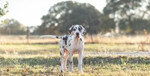 A spotted Harlequin Great Dane puppy stands in a sunny grassy field with trees in the background.