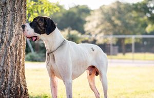 White and black Great Dane dog standing by tree in park with mouth open, wearing chain collar.