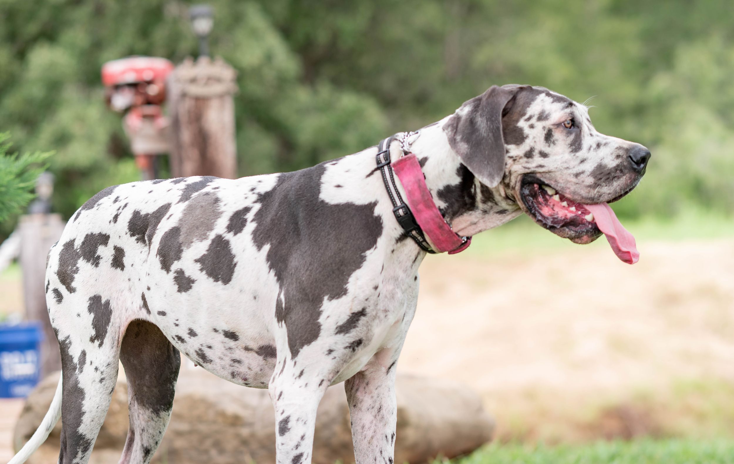 Harlequin Great Dane standing outdoors with tongue out wearing pink collar on farm.