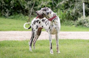 Two harlequin Great Dane dogs playing together on green grass wearing red collars.