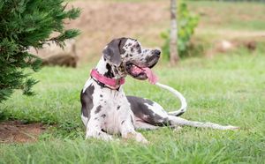 Spotted Great Dane with pink collar resting on grass beside evergreen shrub outdoors.