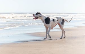 A harlequin Great Dane dog walking along a sandy beach with ocean waves in the background.