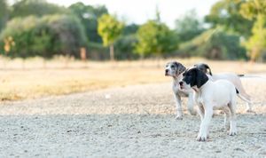 Two Great Dane puppies play together on a sandy dirt path surrounded by green trees.