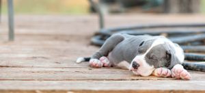 A gray and white pitbull puppy sleeps peacefully on a wooden deck chewing a small bone.