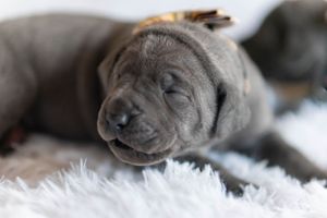 Mother's Day Gift, Great Danes for sale; Great Dane Puppies; Available Great Dane Puppies; Great Dane Puppies for sale near me
