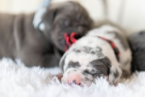 Mother's Day Gift, Great Danes for sale; Great Dane Puppies; Available Great Dane Puppies; Great Dane Puppies for sale near me