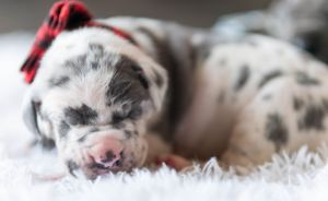Mother's Day Gift, Great Danes for sale; Great Dane Puppies; Available Great Dane Puppies; Great Dane Puppies for sale near me