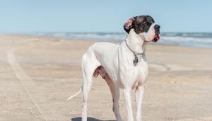 White and brindle Great Dane standing proudly on a sandy beach with ocean in the background.