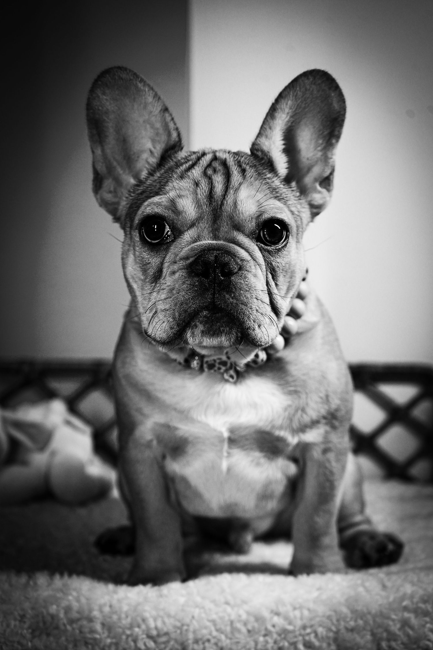 Black and white portrait of a French Bulldog with prominent bat ears sitting and looking directly at camera.