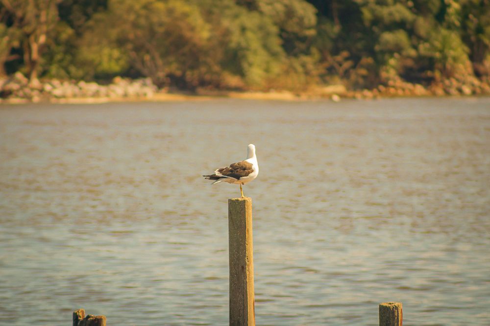 Seagull resting on wooden post by peaceful waters, photographed by Piret Victoria Ribas.