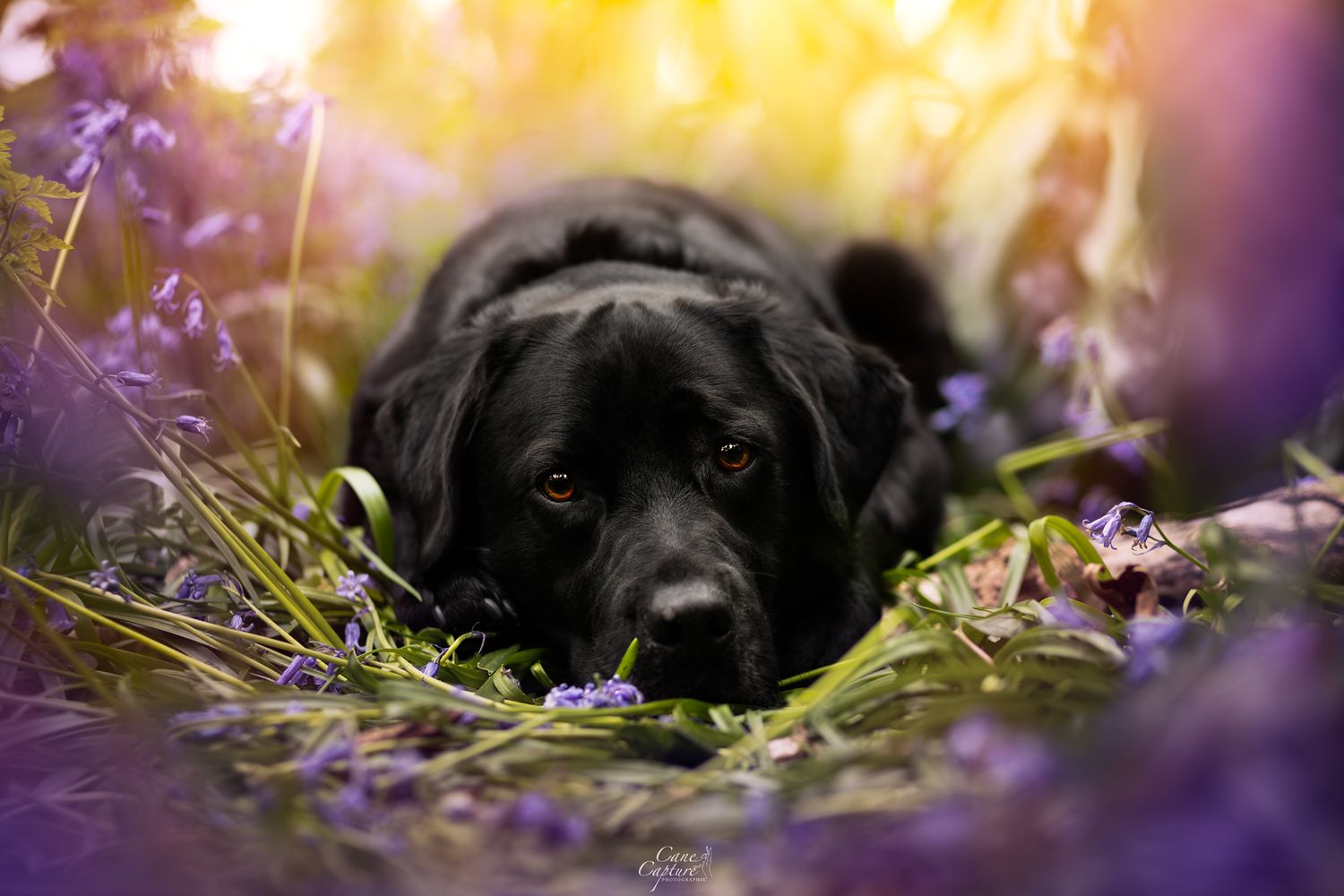 photo-chien-exterieur-tours-saint-malo-chloe-frigo