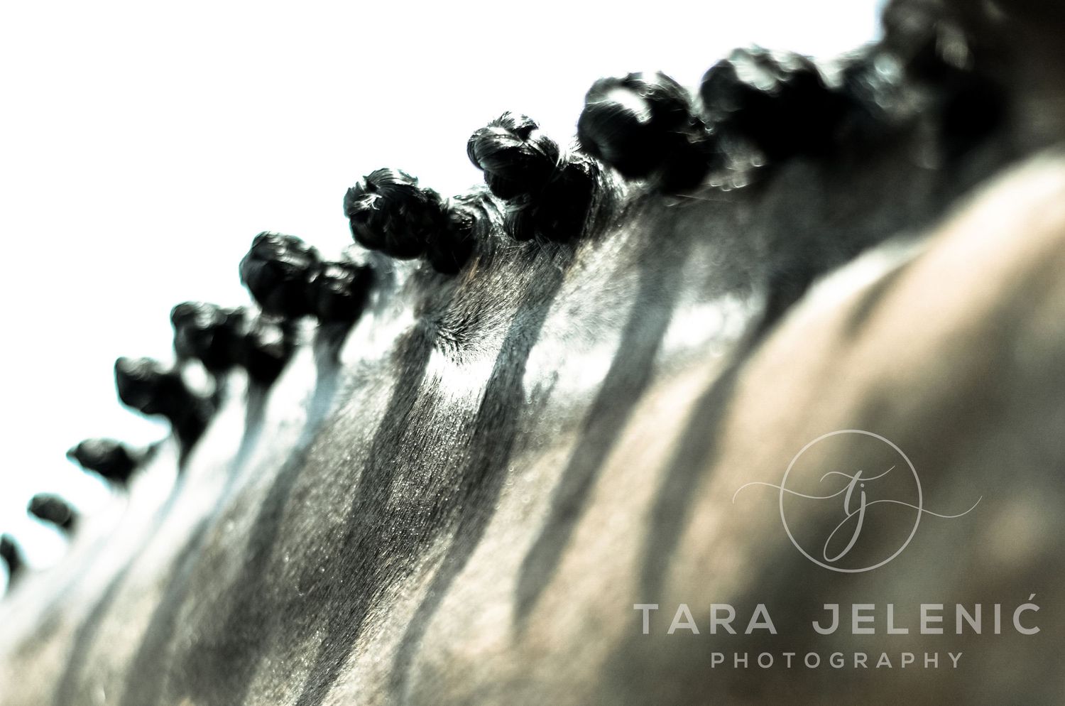 ©Lucid Nature Series ~ A Dream Within a Dream
Tara Jelenić Photography