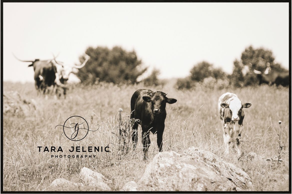 ©Lucid Nature Series ~ Longhorn Calves in Sepia
Tara Jelenić Photography