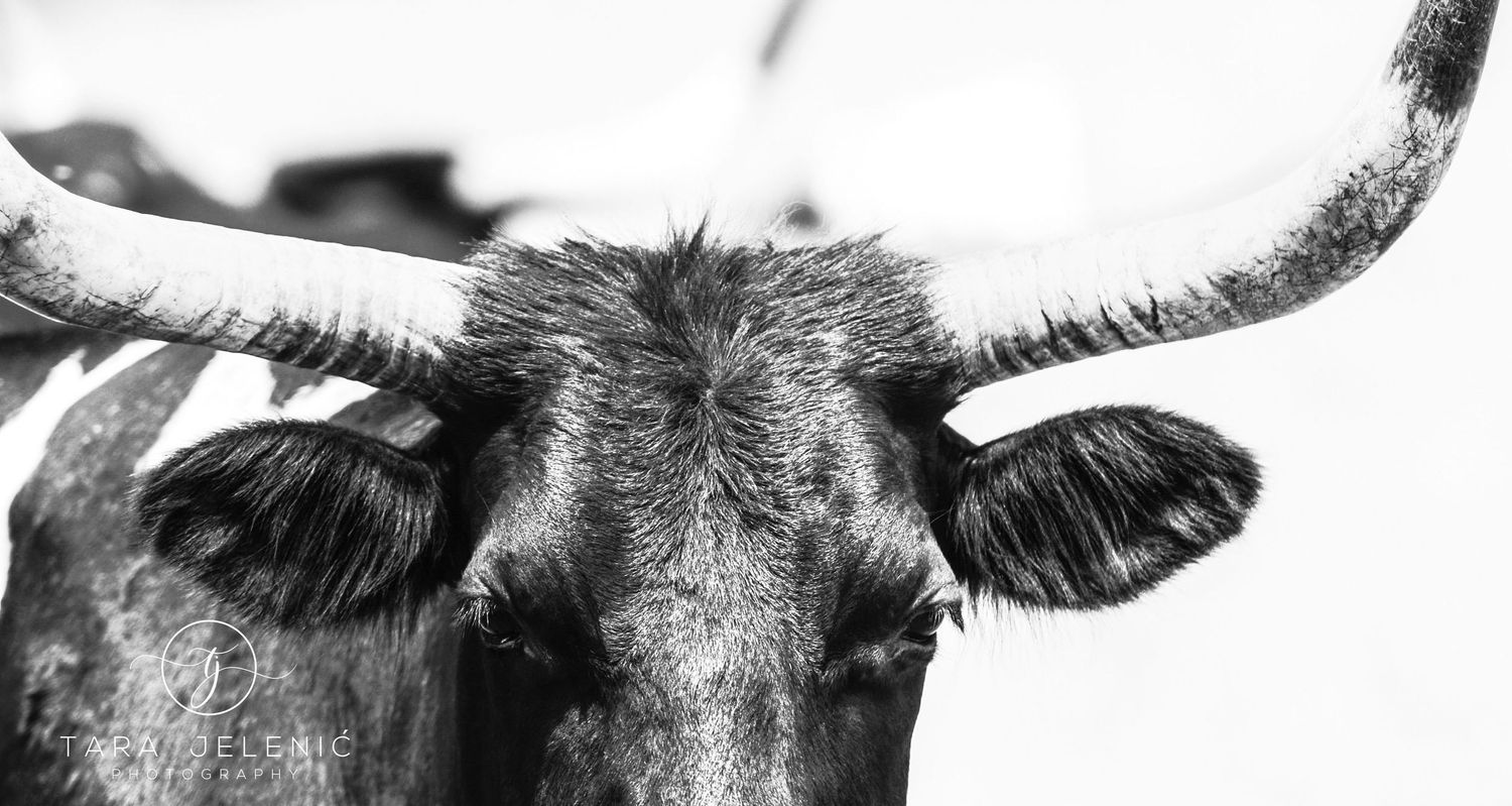 ©Lucid Nature Series ~ Longhorn in Black and White
Tara Jelenić Photography