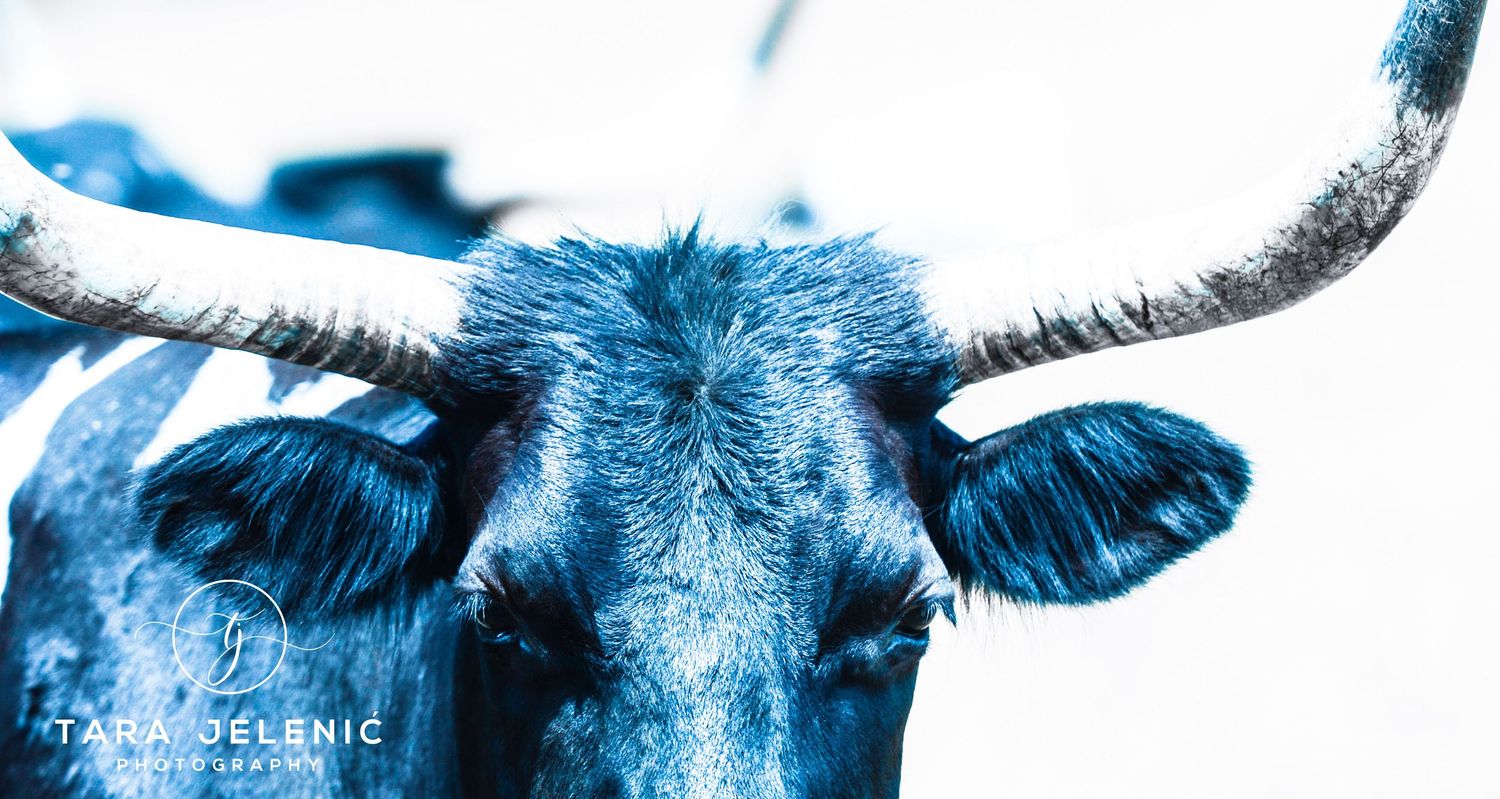 ©Lucid Nature Series ~ Longhorn in Burberry Blue 
Tara Jelenić Photography