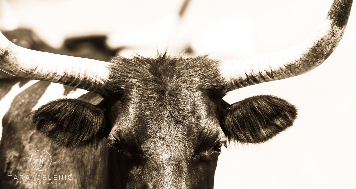 ©Lucid Nature Series ~ ©Longhorn in Sepia
Tara Jelenić Photography